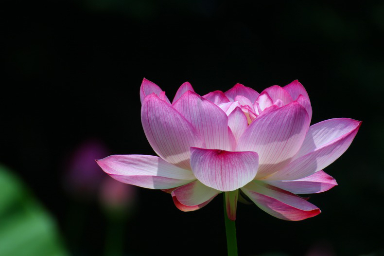 　　　華やかな仕草