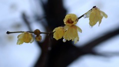 雨に打たれて