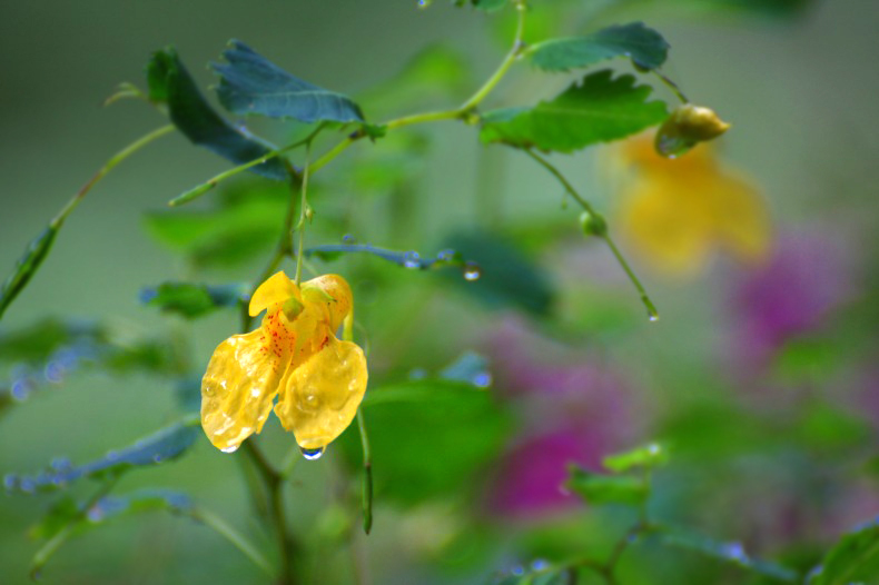 　　　道端に咲いて　　4