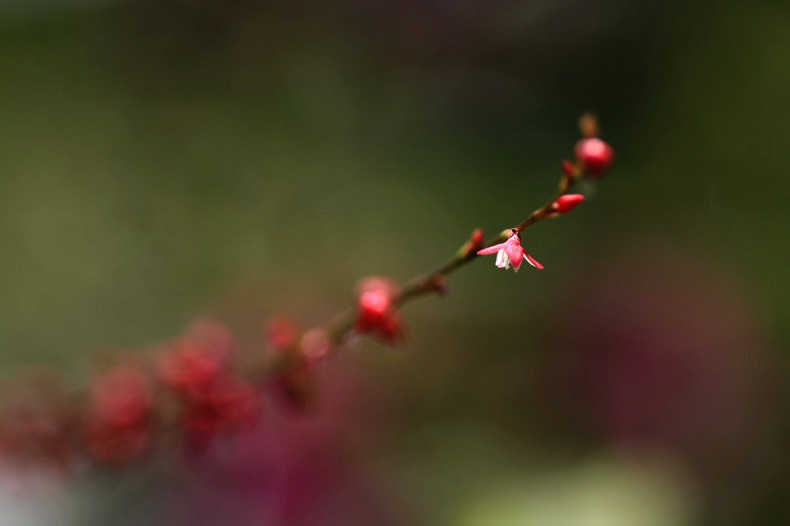 　　　野に咲いて　　4