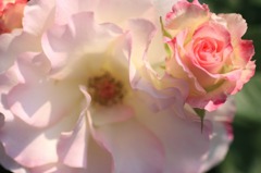 　　　薔薇慕情　　4