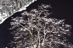 　　　雪の花咲く