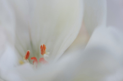 　　花に思いを寄せて　1