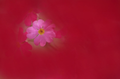 　　春彩　9
