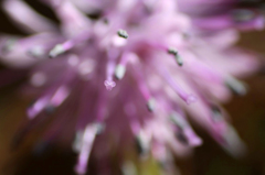 　　　ピンクの花芯