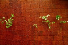 　　　壁の花