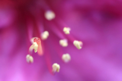 　　　花芯