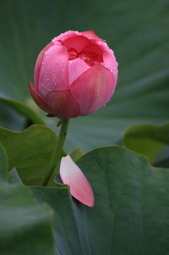 　　　花ハスの印象　1