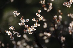 　　　梅三昧　4