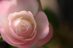 　　　秋薔薇　　3