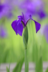 　　　花摘み　2