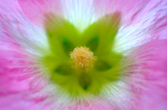 　　　花芯　　2