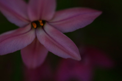 　　　花の歳時記　1
