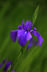 　　　花摘み　15