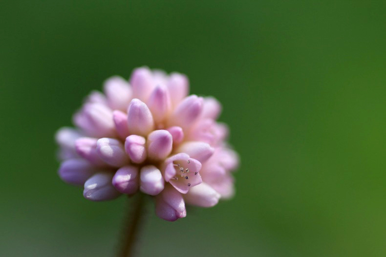 　　　花ひとつ