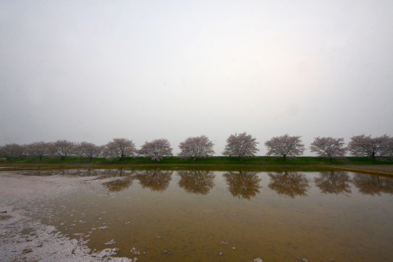 さくら 桜 櫻　(13