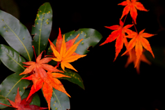 紅葉点景