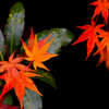 紅葉点景