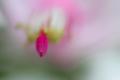 　　花の心