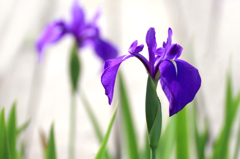 　　　初夏の花　　3