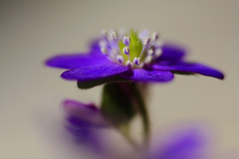 　　春告げる花　3 