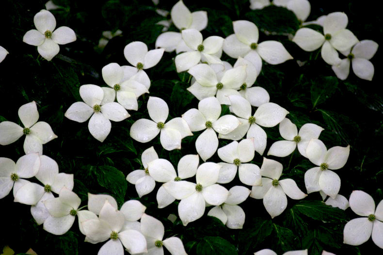 　　　花模様