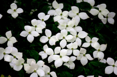 　　　花模様