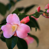 　　花便り　4
