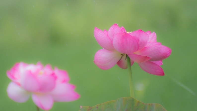 　華ごころ