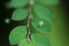 　　　小さな小さな花　　4