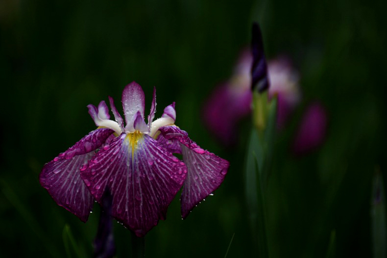 　　　雨に咲く花　3