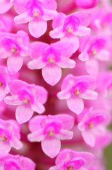 　　　花溜めり