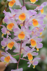 　　　花摘み　9