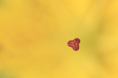 　　　花芯
