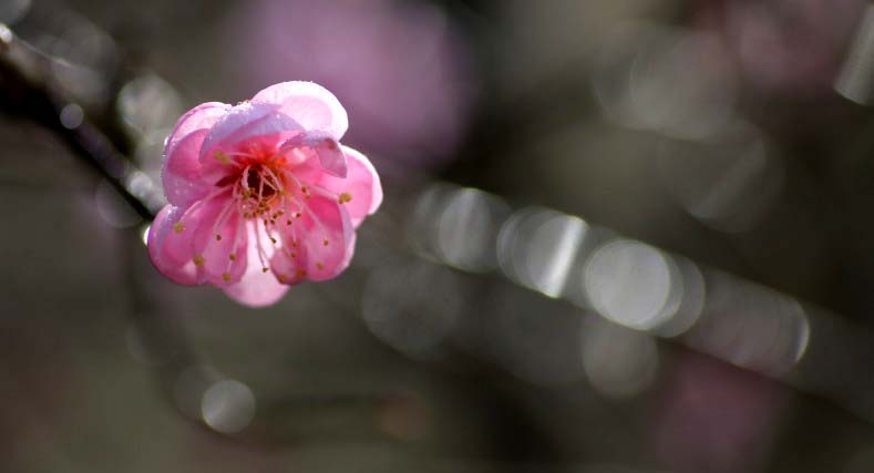 　春の光