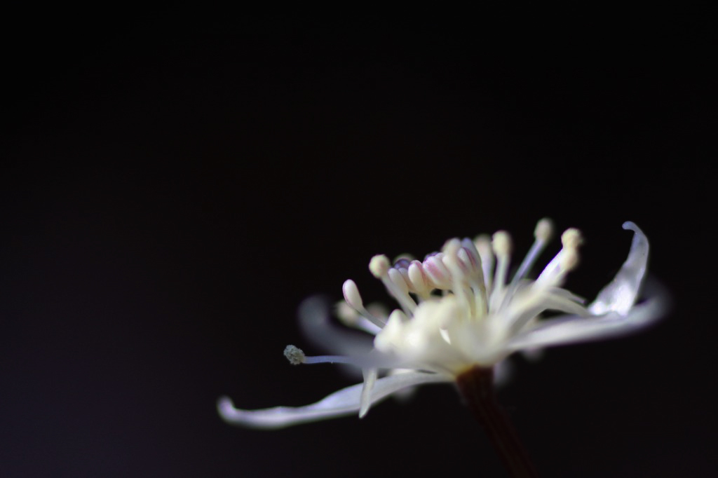 　　花便り　8 