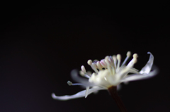 　　花便り　8 