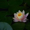 睡蓮　6