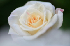 　　　薔薇慕情　　2