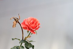 秋薔薇　(8 