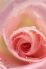 　　　花摘み　7