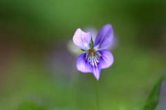 　　　花野辺　　16
