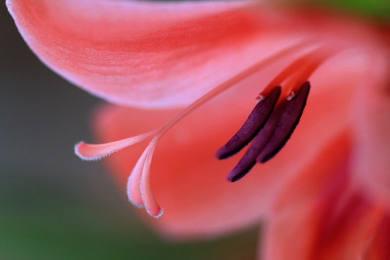 花のワルツ　2