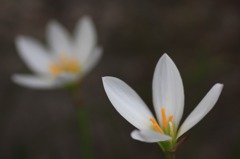 　　穏やかな朝に