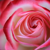 薔薇