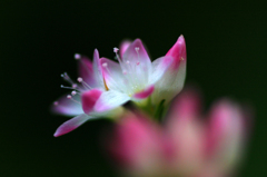 　　野辺の花　1