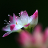 　　野辺の花　1