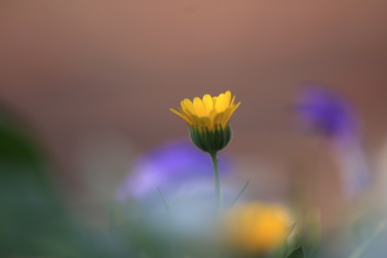 　　花摘み　9