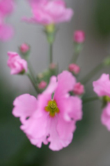　　　花の歳時記　8