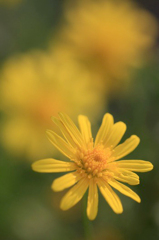 　　　野辺の花